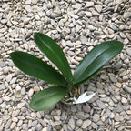 Phalaenopsis Miki Black Swan '64' (große Blüten - 11,5 cm)