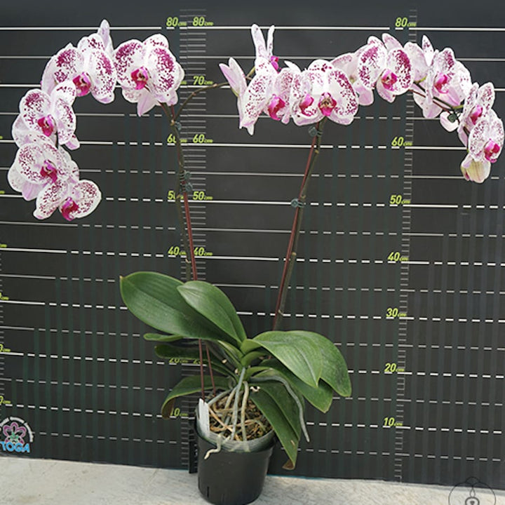 Phal. Miki Black Swan '64'