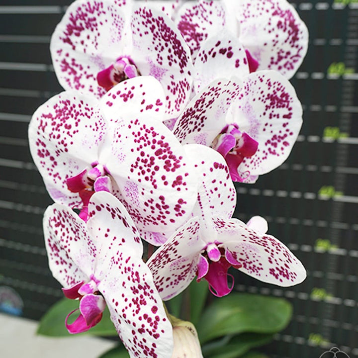 Phal. Miki Black Swan '64'