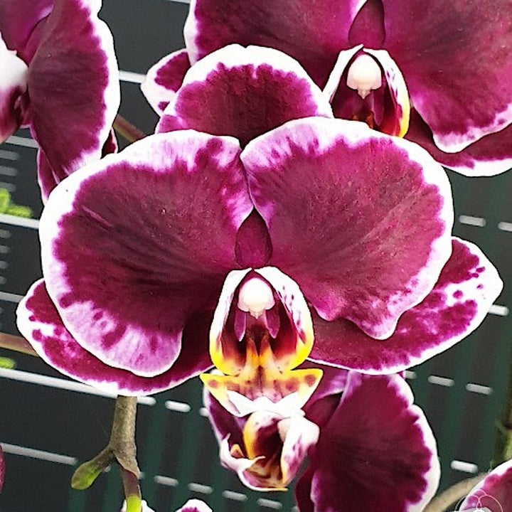 Phalaenopsis Miki Brownie