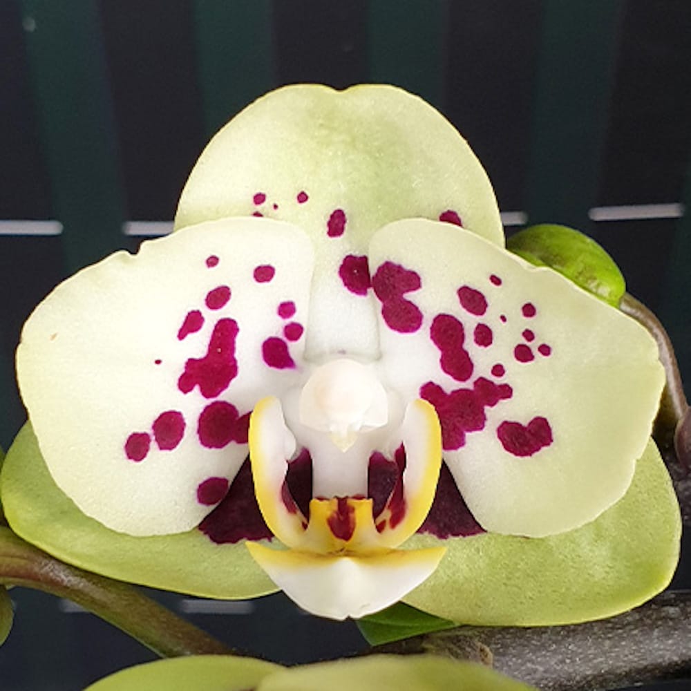 Phalaenopsis Miki Hydrangea '562'