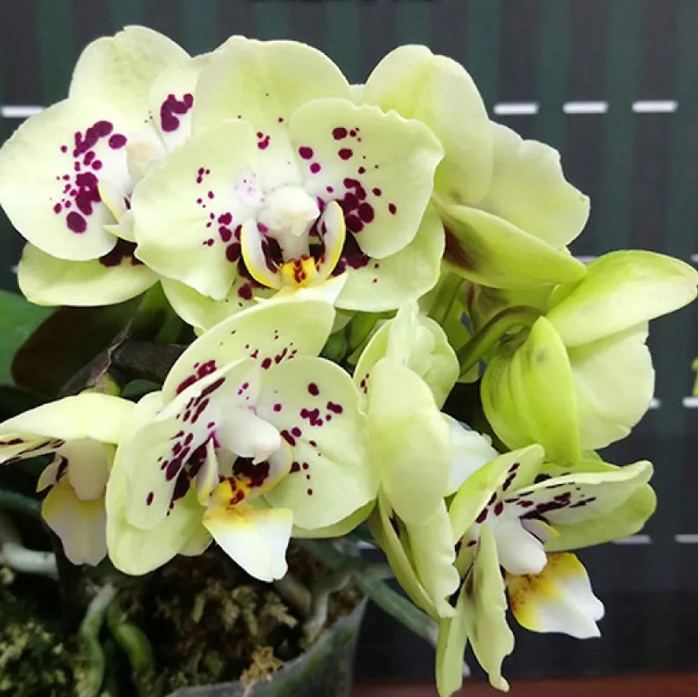 Phalaenopsis Miki Hydrangea '562'