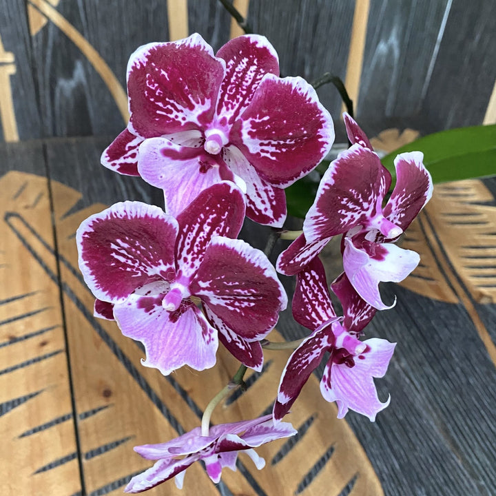 Phalaenopsis Miki Lord (big lip)