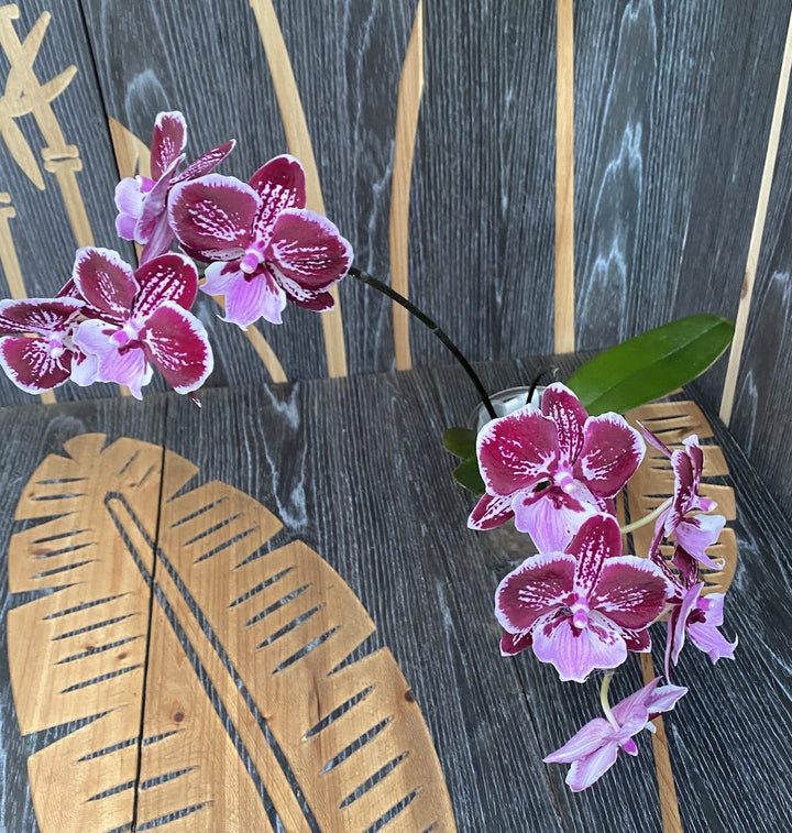 Phalaenopsis Miki Lord (big lip)