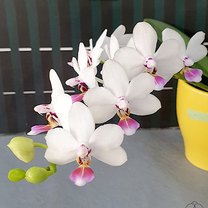 Phalaenopsis Miki Micparishii