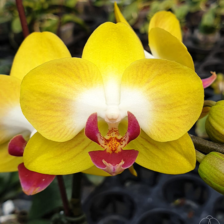 Phalaenopsis Miki Moon Rabbit '413'