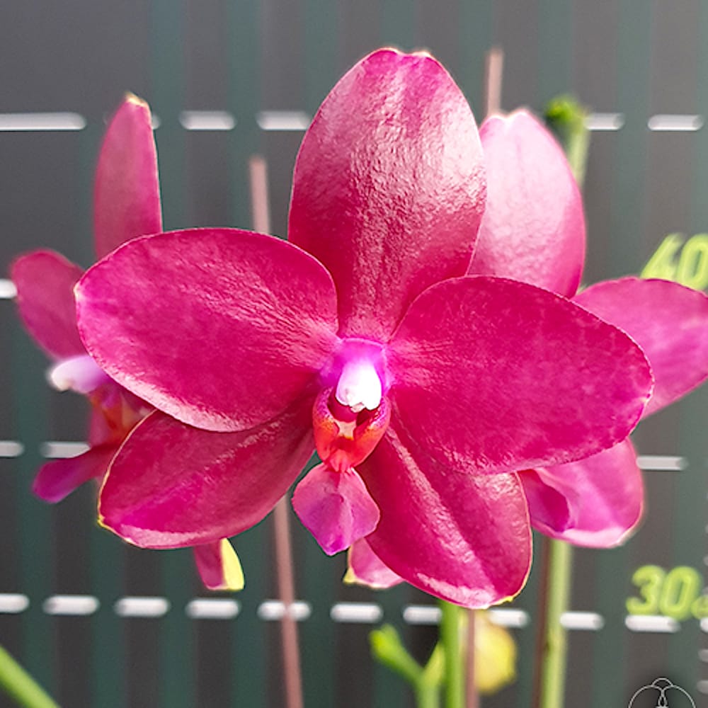 Phalaenopsis Miki Peoker Girl '750'