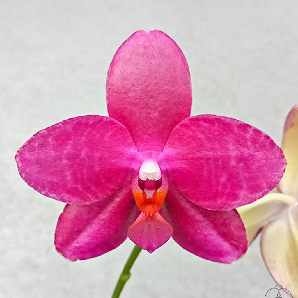 Phalaenopsis Miki Peoker Girl '750'