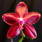Phalaenopsis Miki Peoker Girl '750'