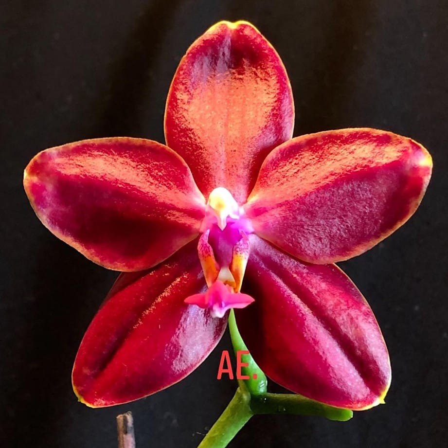 Phalaenopsis Miki Peoker Girl '750'