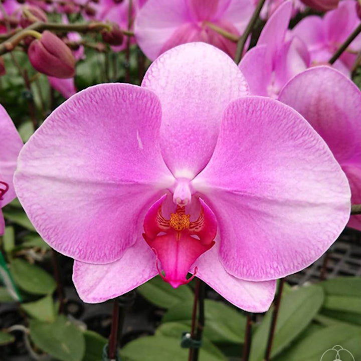 Phalaenopsis Miki Pink Lady '1344'