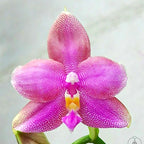 Phalaenopsis Miki Sabina '735'
