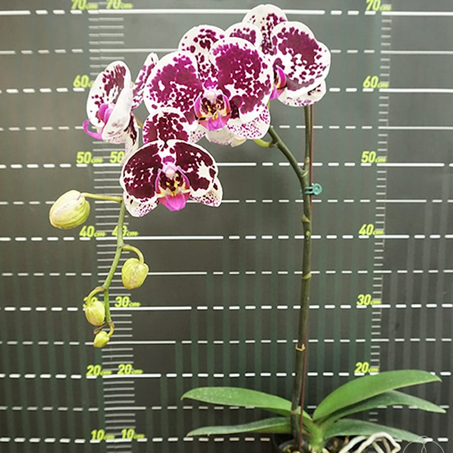 Phalaenopsis Miki Snowman 'MK17'