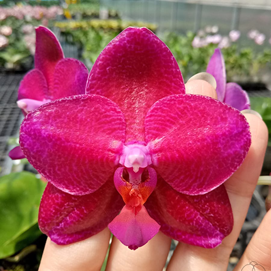 Phalaenopsis Mituo King 'Big Pink'