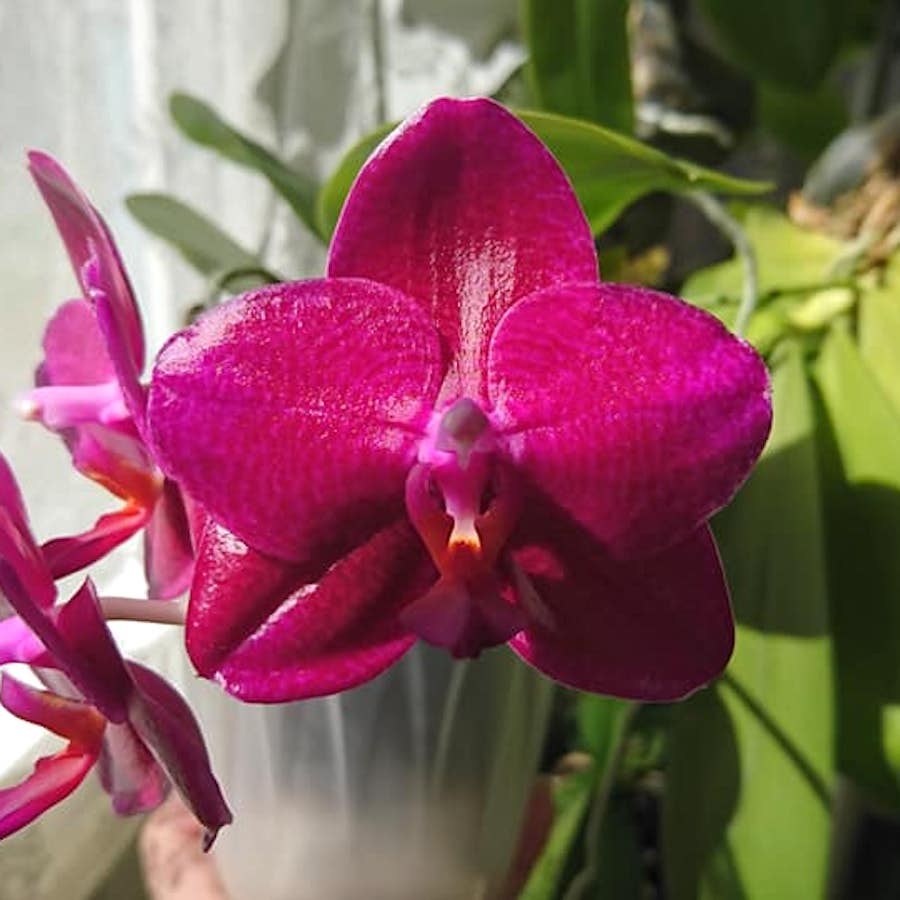 Phalaenopsis Mituo King 'Big Pink'