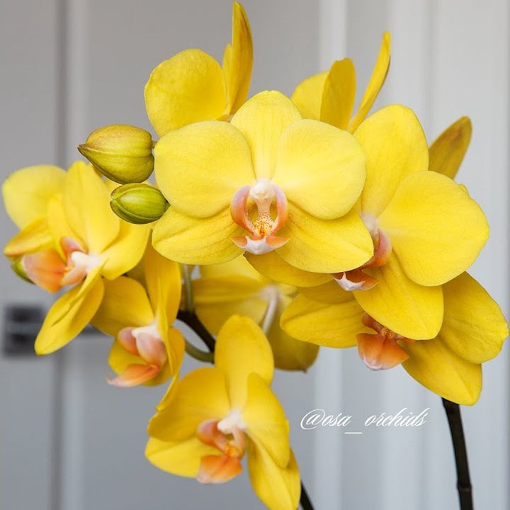 Phalaenopsis PZO Canary '#26#'