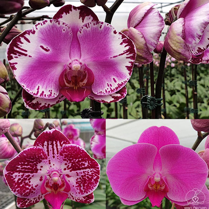 Phalaenopsis Pearl Beauty (super variegata/ half moon)