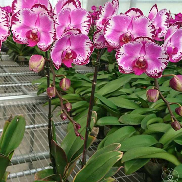 Phal. Pearl Beauty variegata