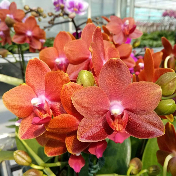 Phalaenopsis Pingtung Bronze Age