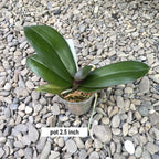 Phalaenopsis Queen Beer 'Splash'