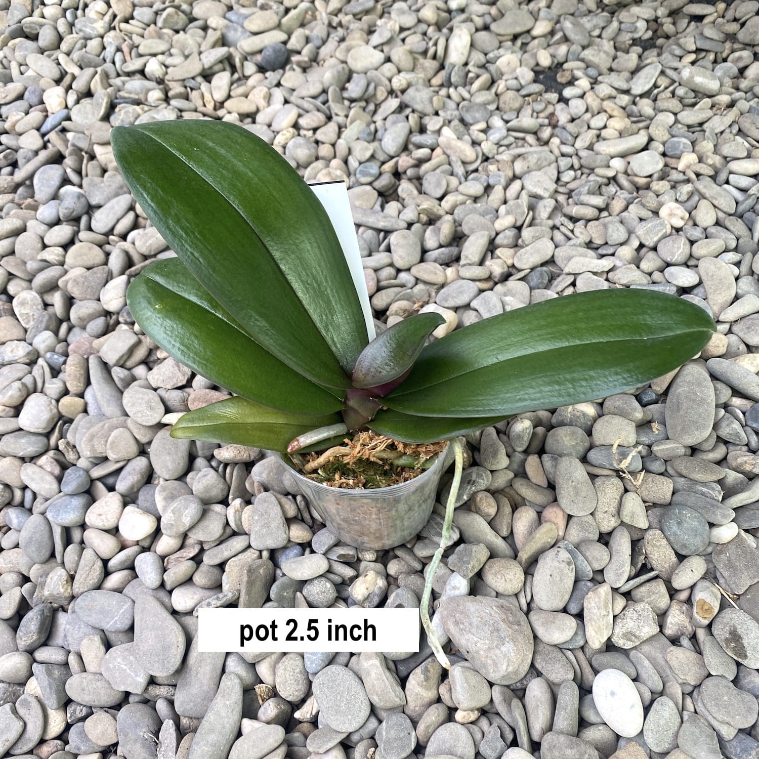 Phalaenopsis Queen Beer 'Splash'