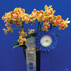 Phalaenopsis Shih Fang Savory Orange (peloric)