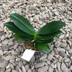 Phalaenopsis Shih Fang Savory Orange (pelorická)