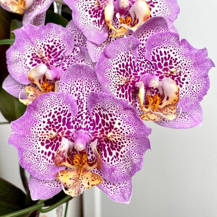 Phal. Sogo Diamond 'HLW'