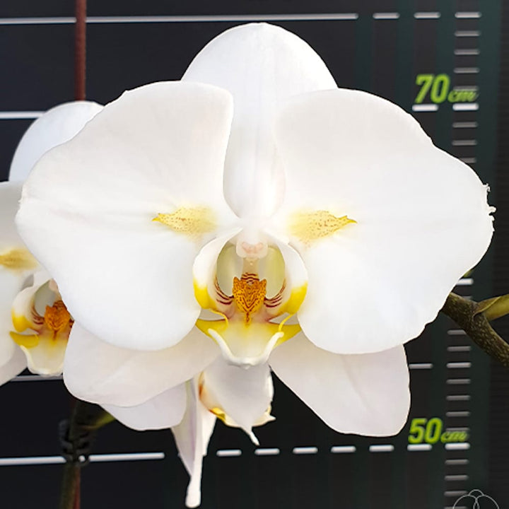 Phalaenopsis Sogo Yukidian 'V3' (peloric)