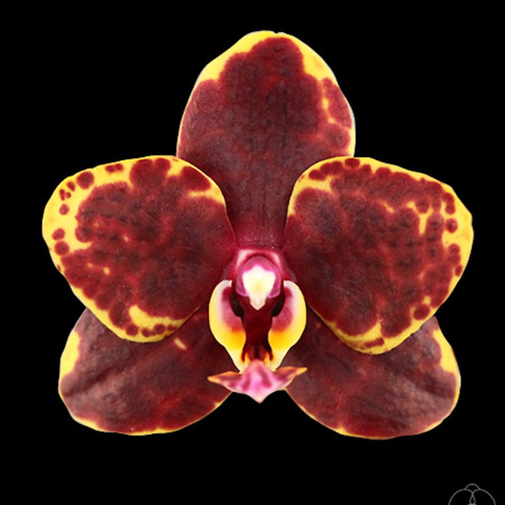 Phalaenopsis Sunrise Red Peoker × Sogo Lawrence