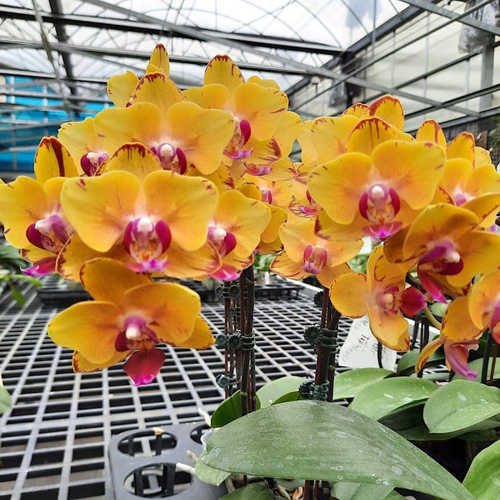 Phalaenopsis Sweet Girl (peloric)