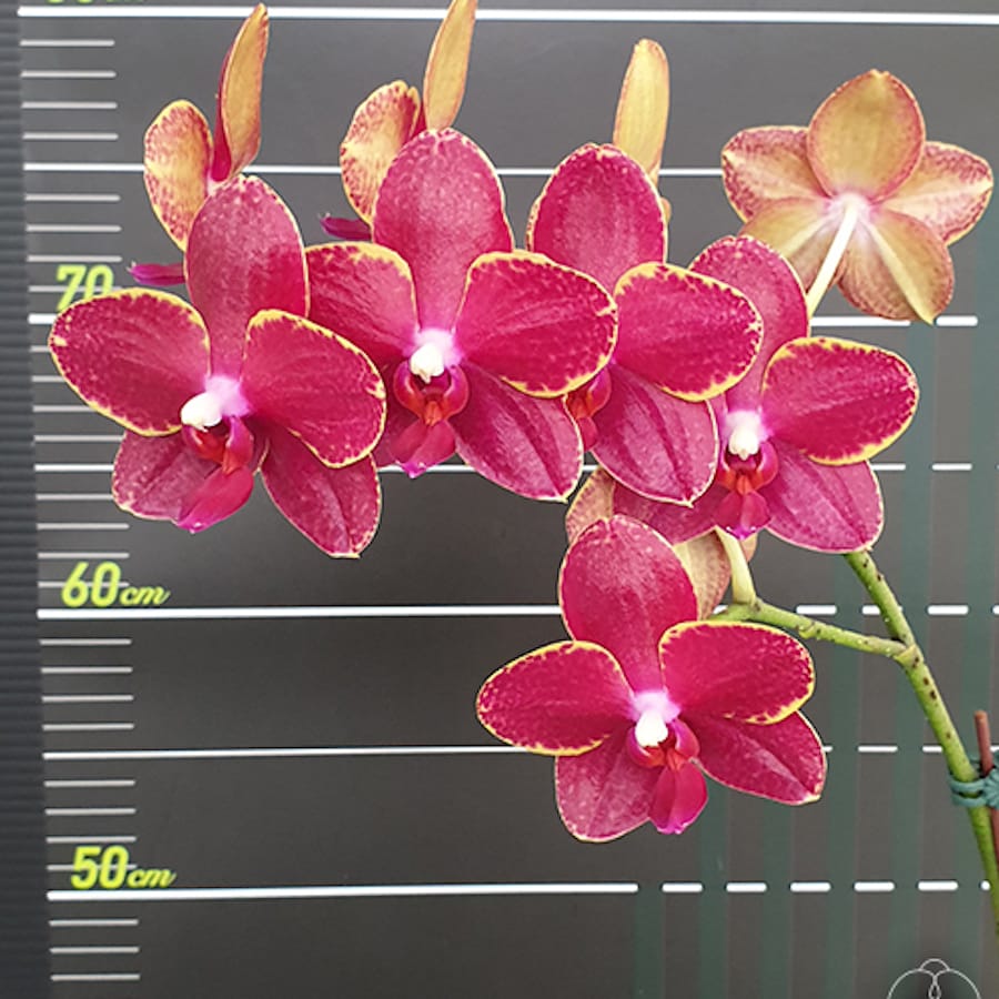 Phalaenopsis Taida Red Bird