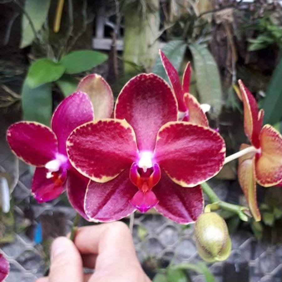 Phalaenopsis Taida Red Bird