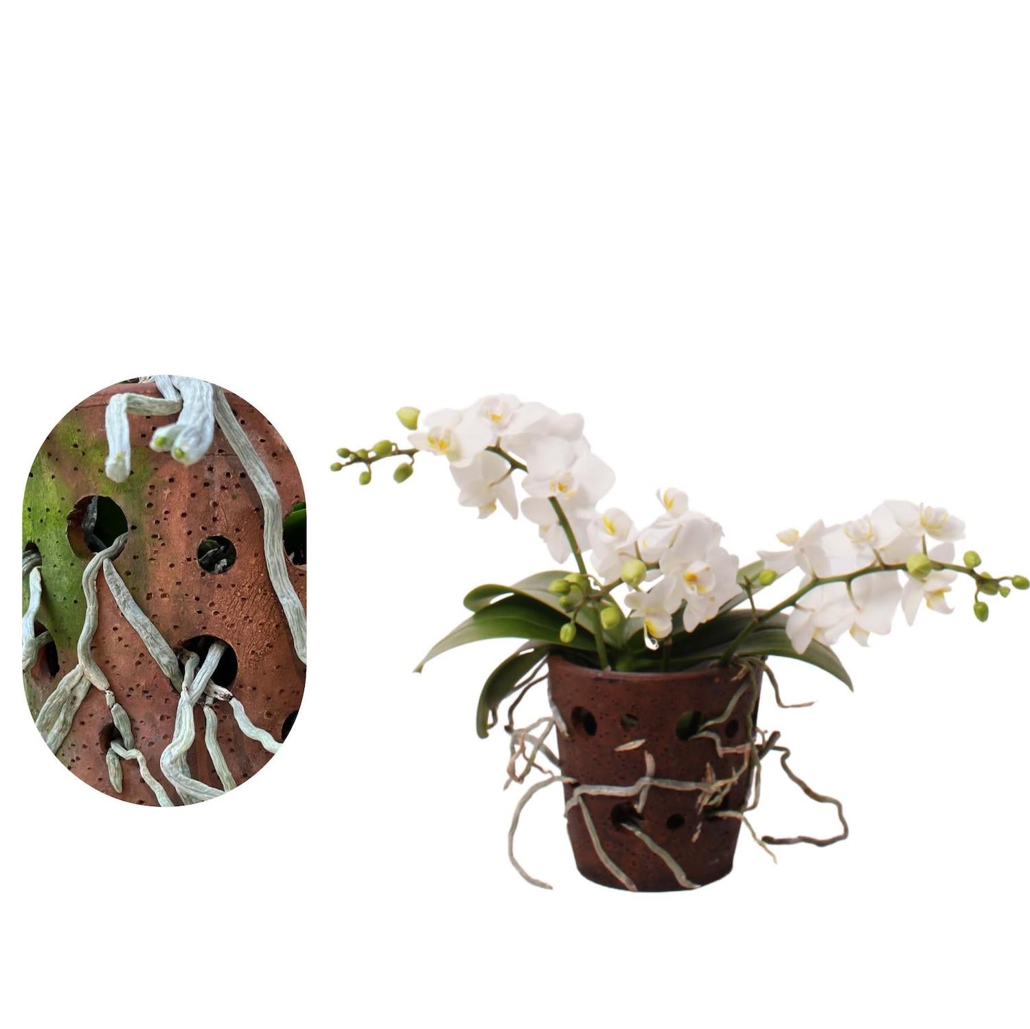 Phalaenopsis Terra Blanc