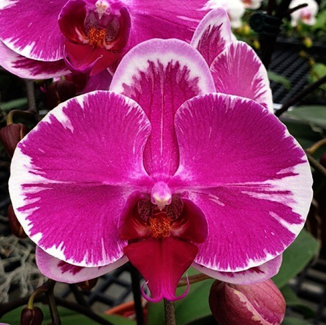 Phalaenopsis The Pride Of Ben Yu