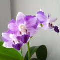 Phalaenopsis Tying Shin Blue Jay