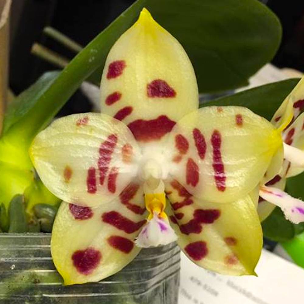 Phalaenopsis Yaphon Gelacea