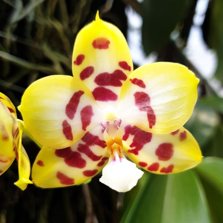 Phalaenopsis Yaphon Gelacea