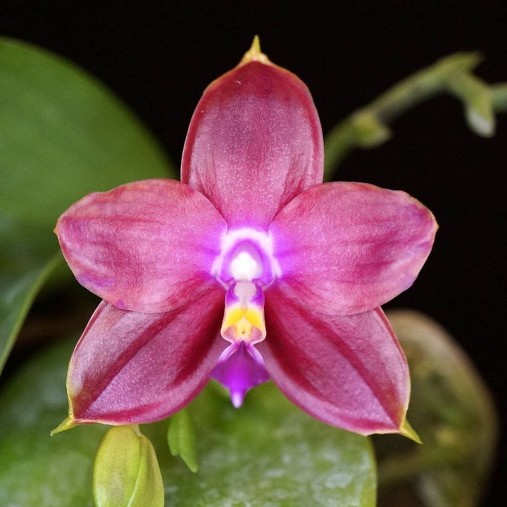 Phalaenopsis Yaphon Rich Woman