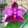Phalaenopsis Yaphon Rich Woman