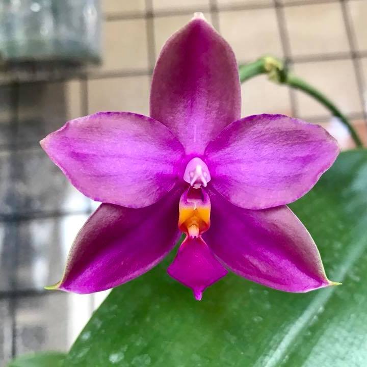 Phalaenopsis Yaphon Rich Woman