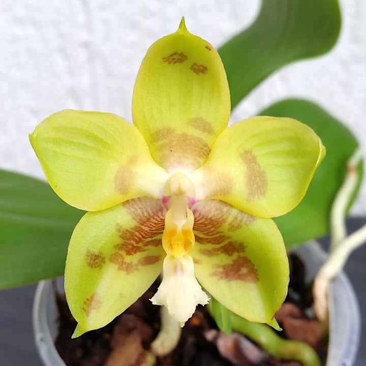 Phalaenopsis Yin's Green Jewel '762'