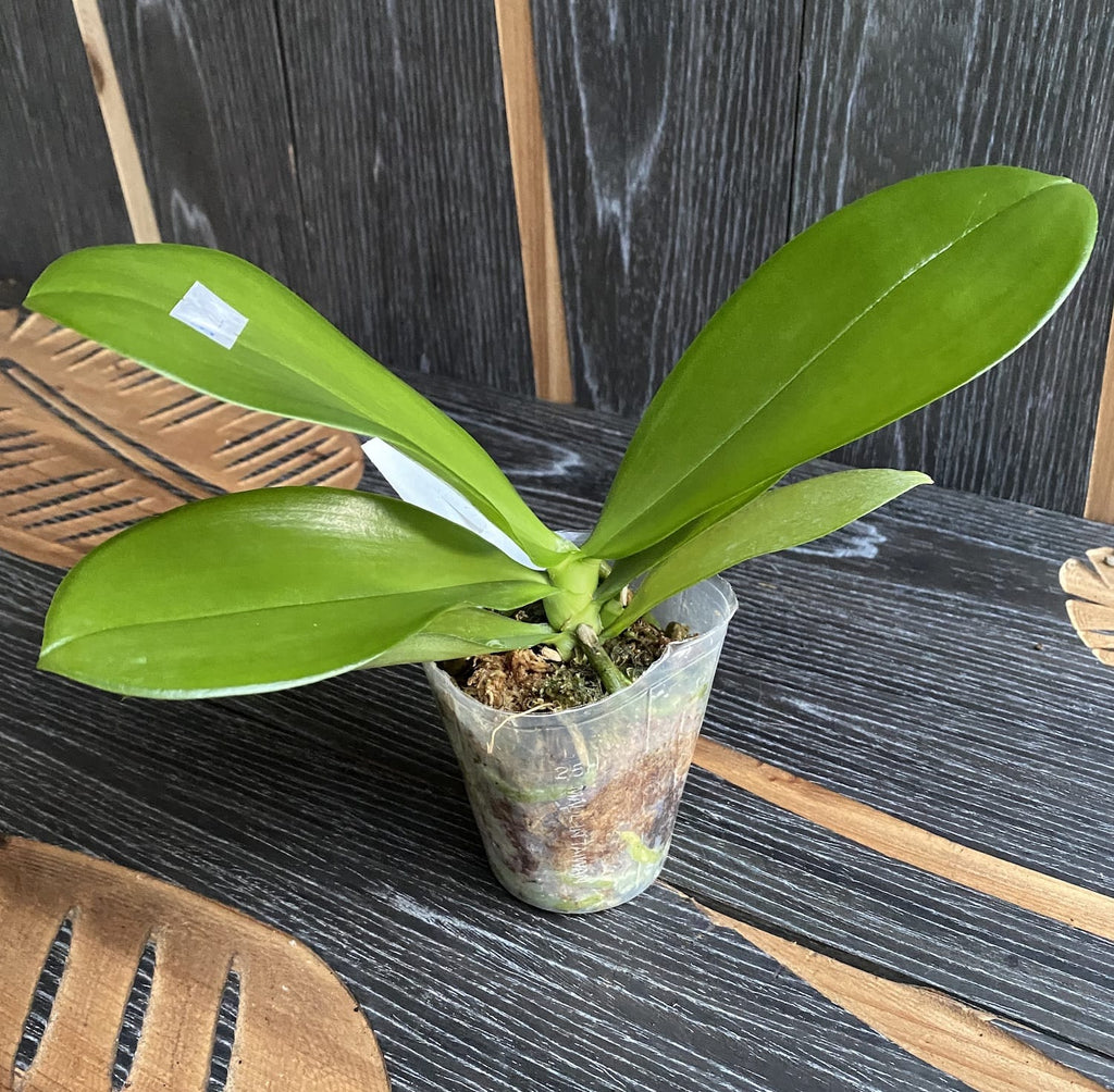 Phalaenopsis Yin's Green Jewel '762' *mirisna