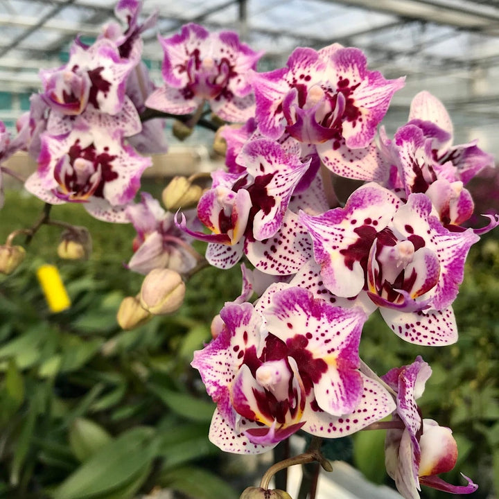 Phalaenopsis Younghome Summer (peloric)