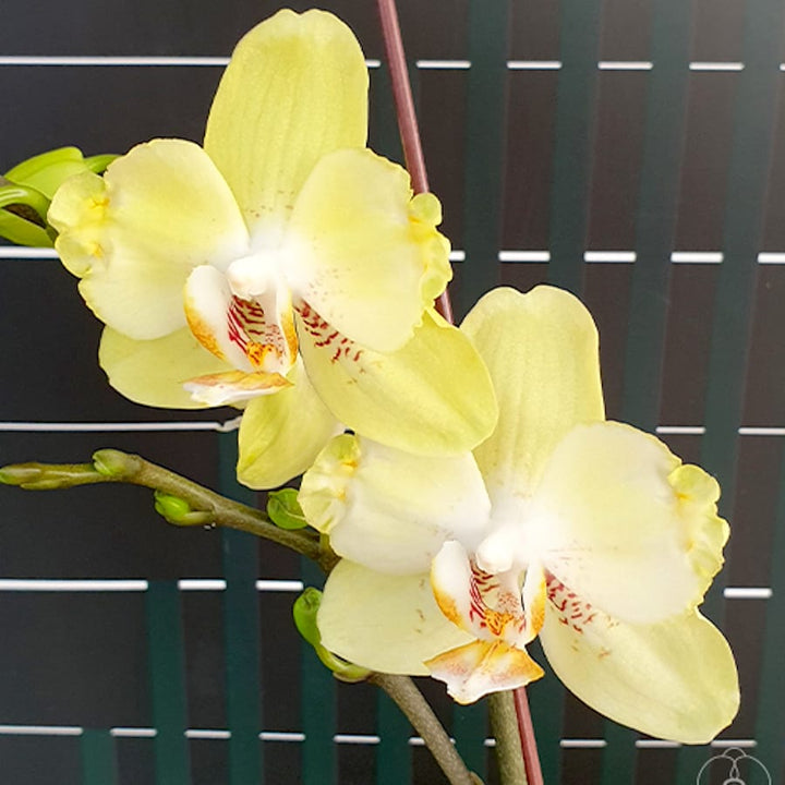 Phalaenopsis Younghome Green Dancer '519' (peloric)