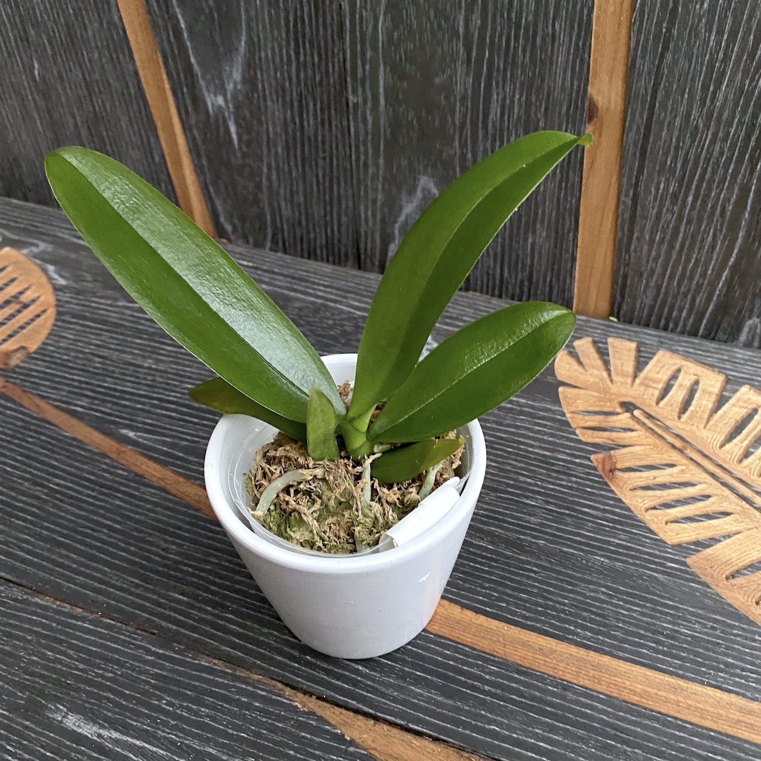 Phalaenopsis Younghome Green Dancer '390' (peloric & big lip)