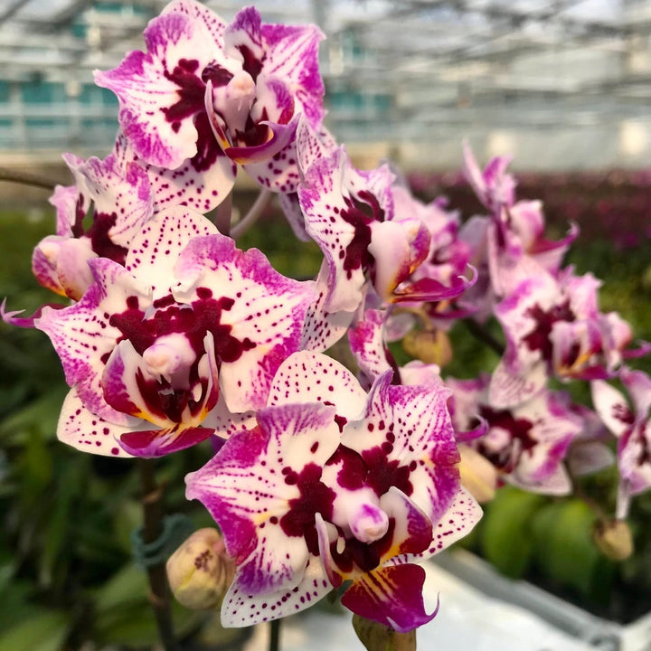 Phalaenopsis Younghome Summer (peloric)