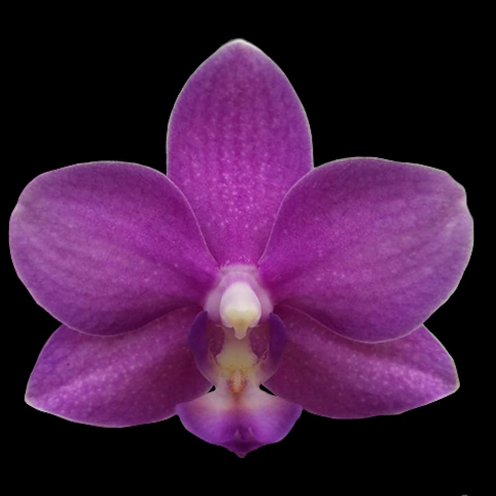 Phalaenopsis Yu-Yang Kleiner Pfau '381'
