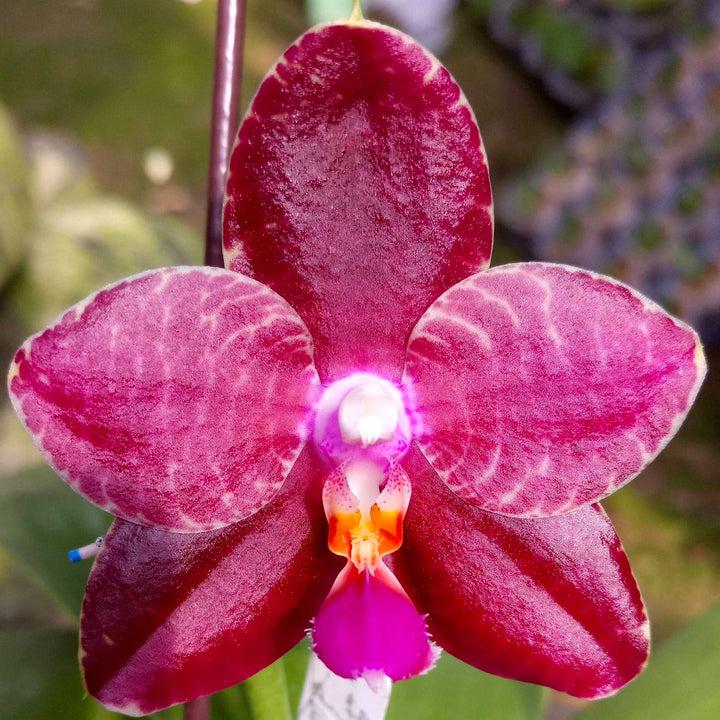 Phal. Zheng Min Jacaranda 'Yungho'