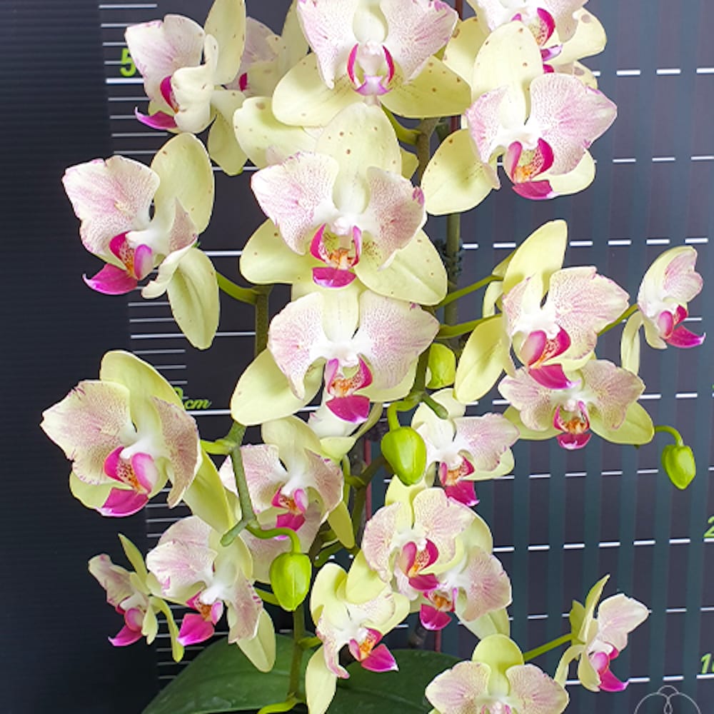 Phalaenopsis Fortune Saltzman (peloric - butterfly)